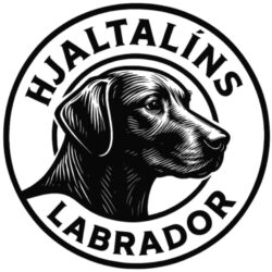 HJALTALÍNS LABRADOR